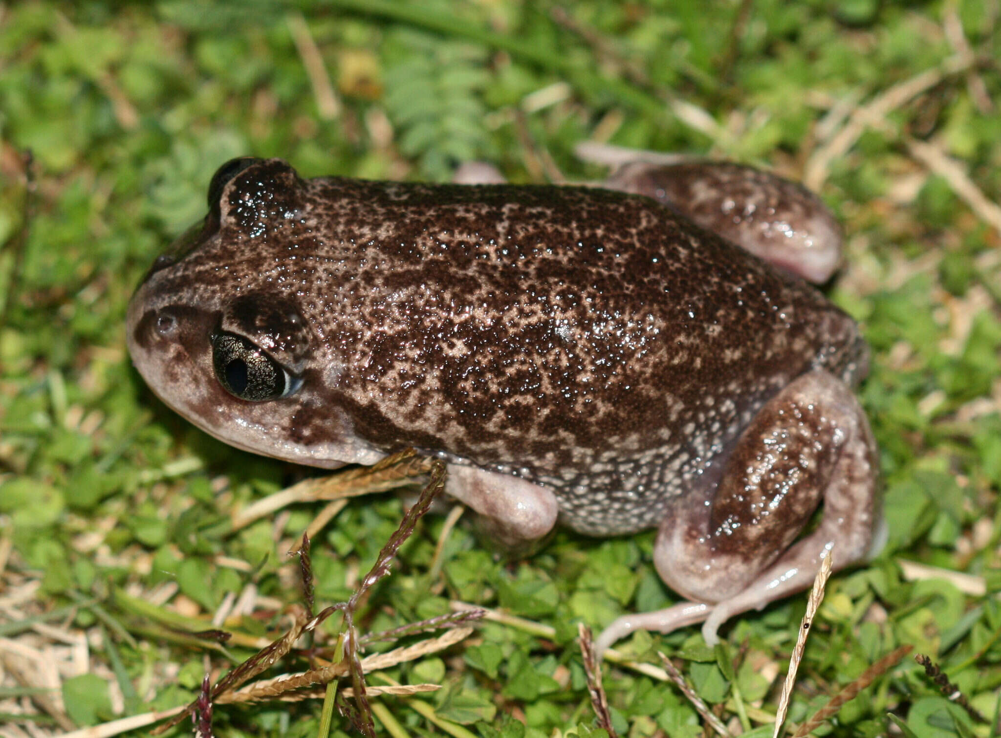 Imagem de Heleioporus psammophilus Lee & Main 1954