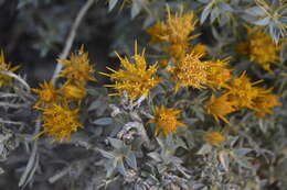 Image of Chuquiraga oppositifolia D. Don