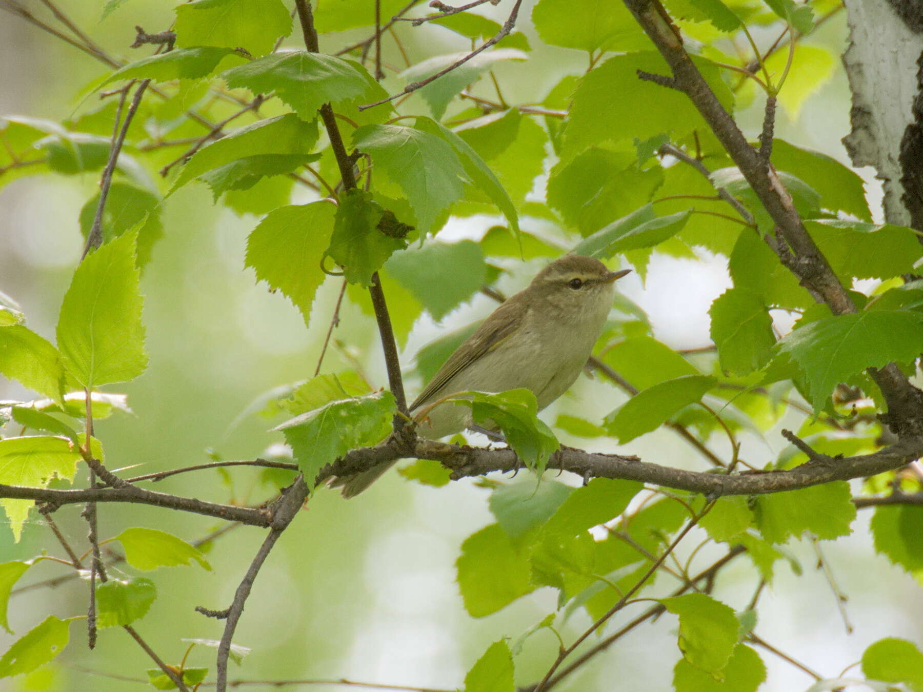 Plancia ëd Phylloscopus trochiloides (Sundevall 1837)