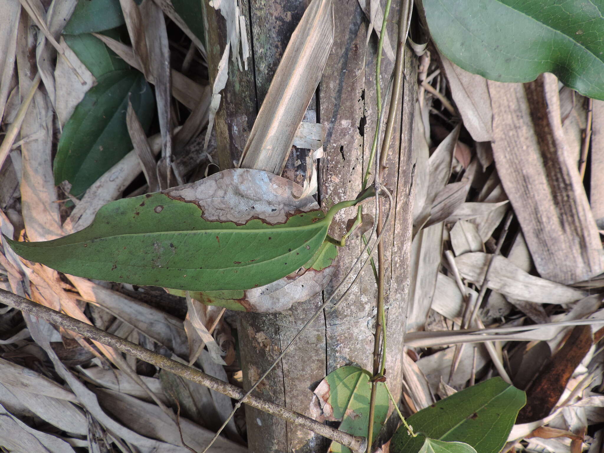 Image of Smilax ocreata A. DC.