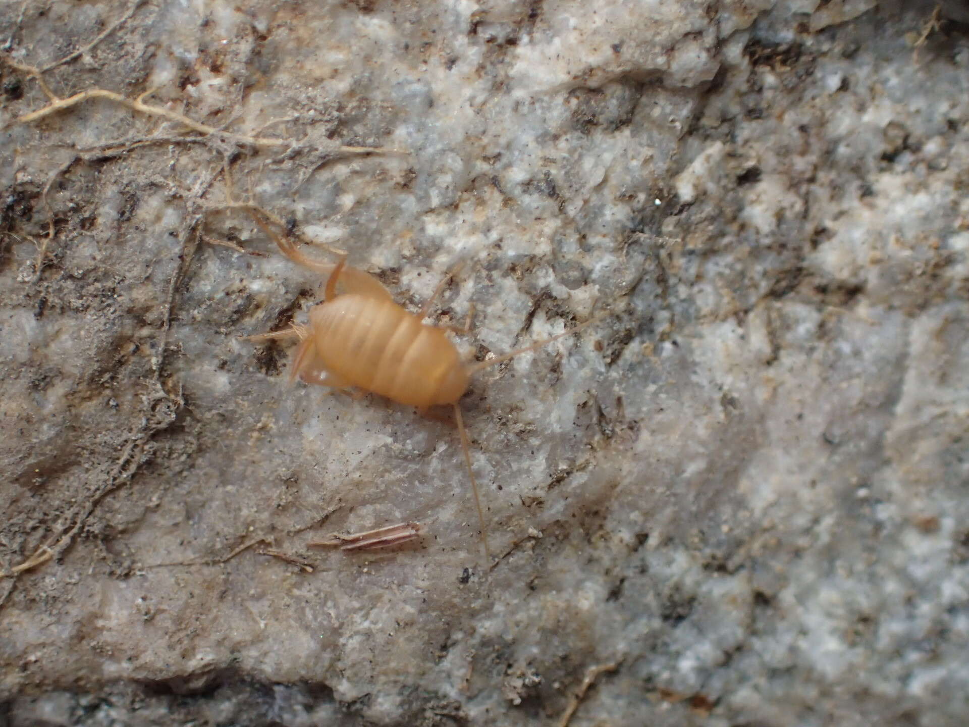 Image of Oregon Ant Cricket