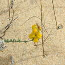 Слика од Linaria polygalifolia subsp. lamarckii (Rouy) D. A. Sutton