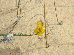 Image of Linaria polygalifolia subsp. lamarckii (Rouy) D. A. Sutton