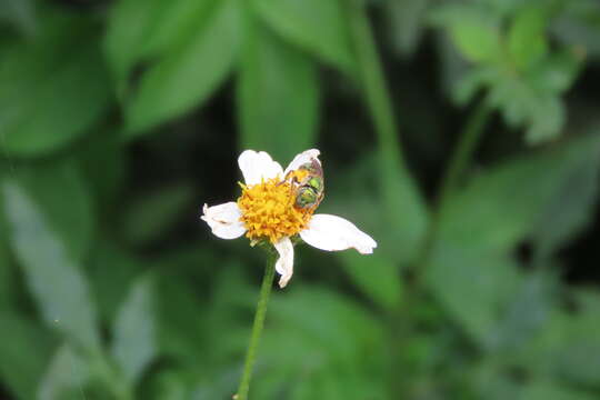 Augochlora aurifera Cockerell 1897的圖片