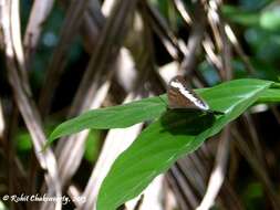 Tanaecia cibaritis Hewitson 1874 resmi