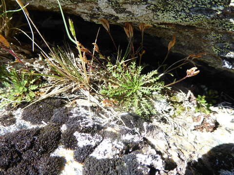 Imagem de Pachycladon novae-zelandiae (Hook. fil.) Hook. fil.