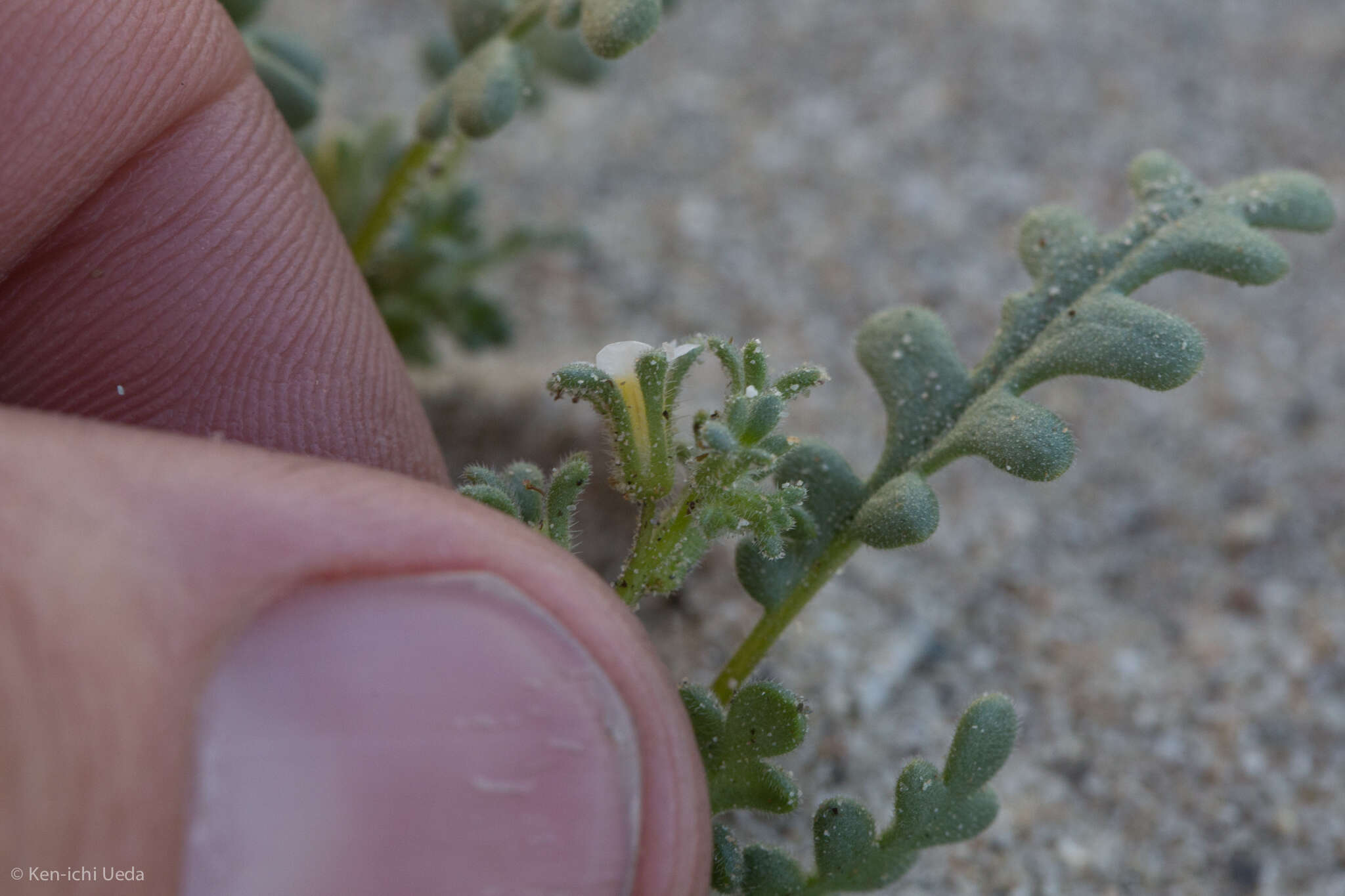 Image de Phacelia ivesiana Torr.