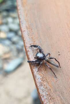 Image of Jumping spider