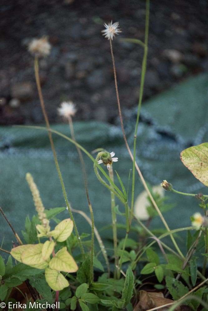 Imagem de Tridax procumbens L.