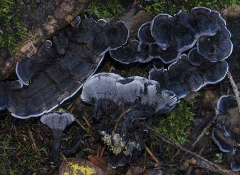 Image of Phellodon atratus K. A. Harrison 1964