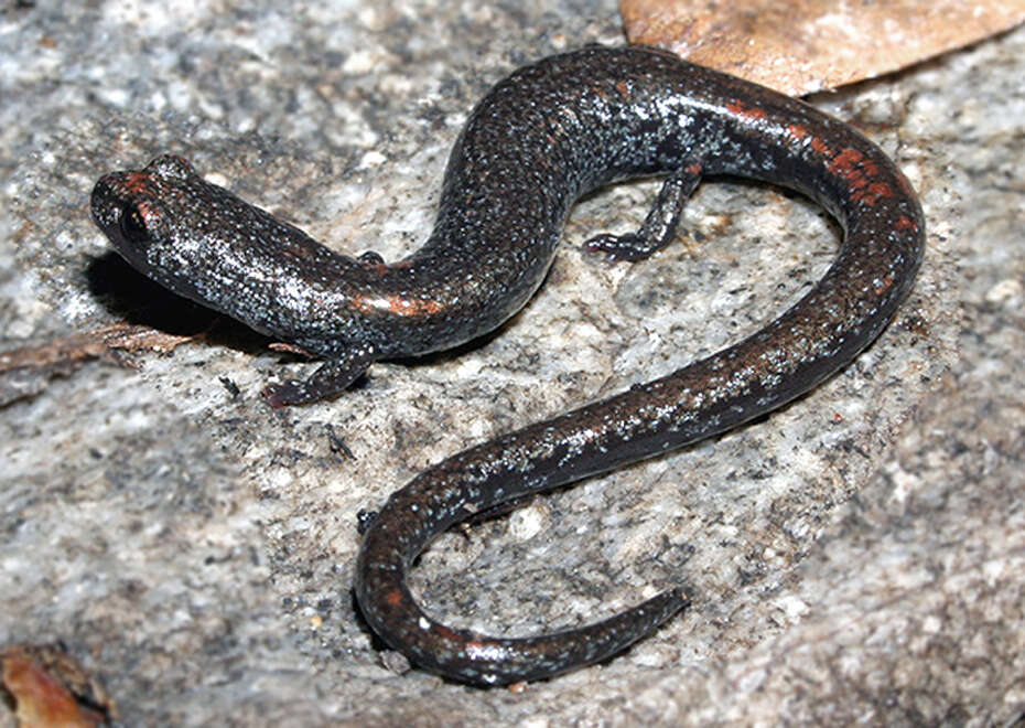 Image of San Gabriel Slender Salamander