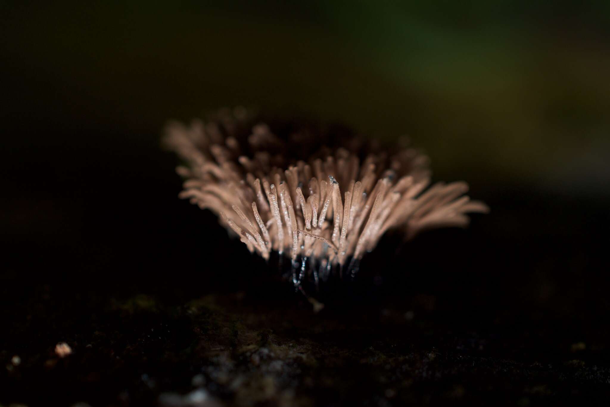 Image of Stemonaria Nannenga-Bremekamp, R. Sharma & Y. Yamamoto 1984