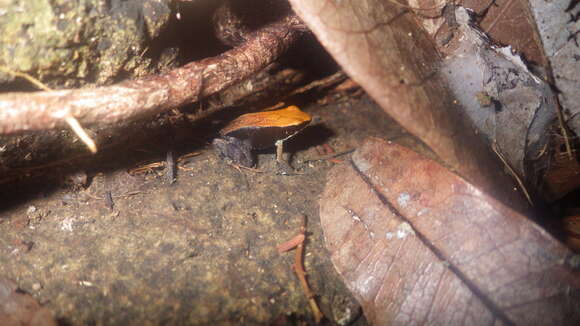 Image of Mantella ebenaui (Boettger 1880)