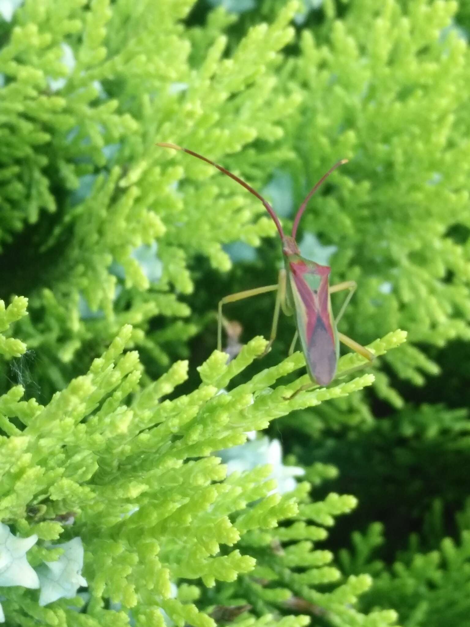 Image of Gonocerus longicornis Hsiao 1964