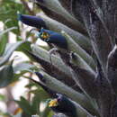 Image of Puya angusta L. B. Sm.