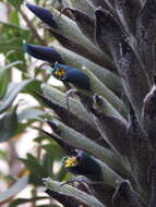 Image of Puya angusta L. B. Sm.