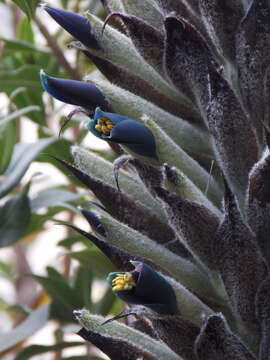 Image of Puya angusta L. B. Sm.