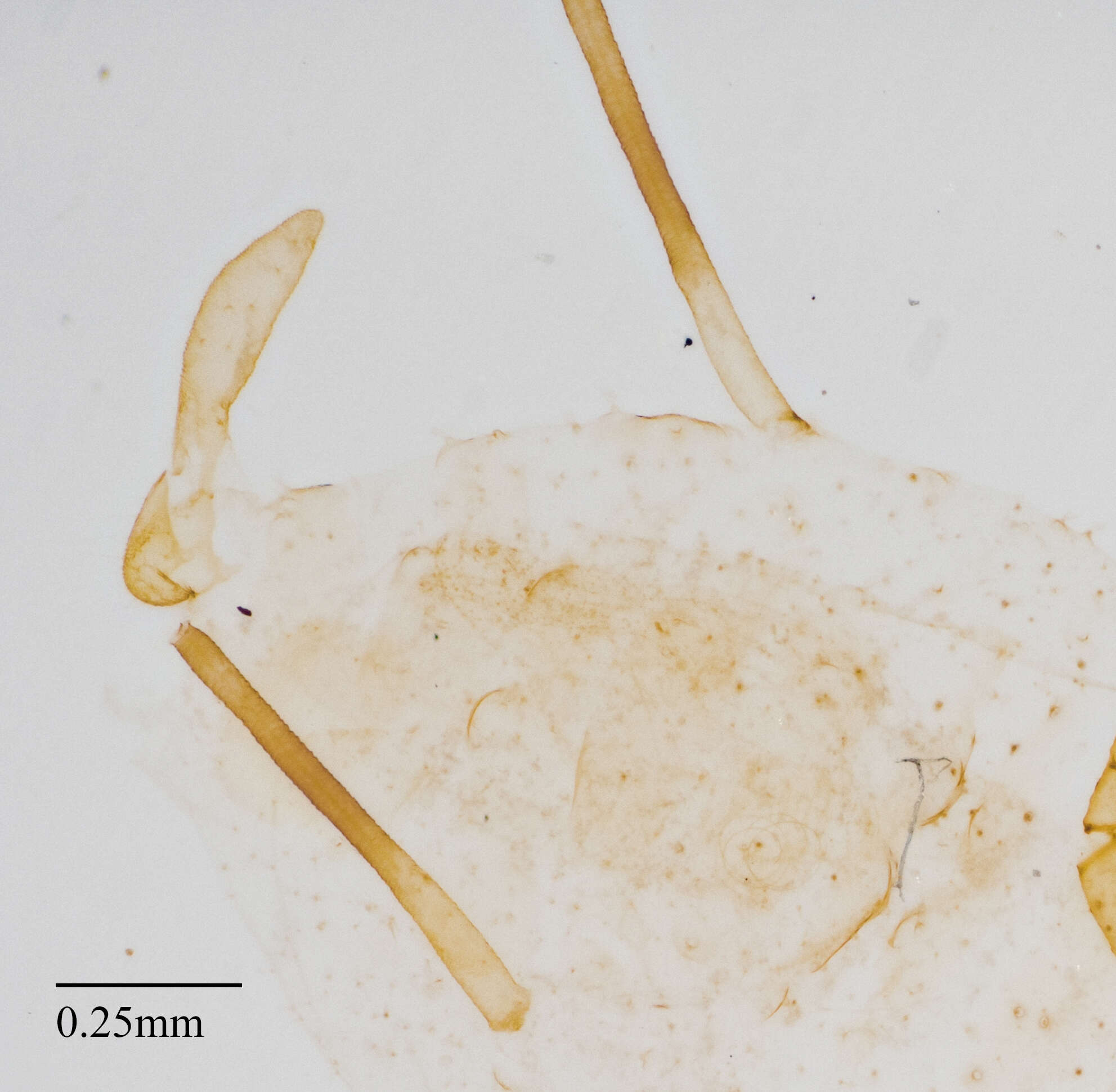 Image of Pleotrichophorus stroudi (Knowlton 1948)