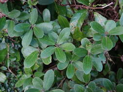 Image de Pittosporum huttonianum T. Kirk