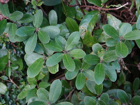 Sivun Pittosporum huttonianum T. Kirk kuva