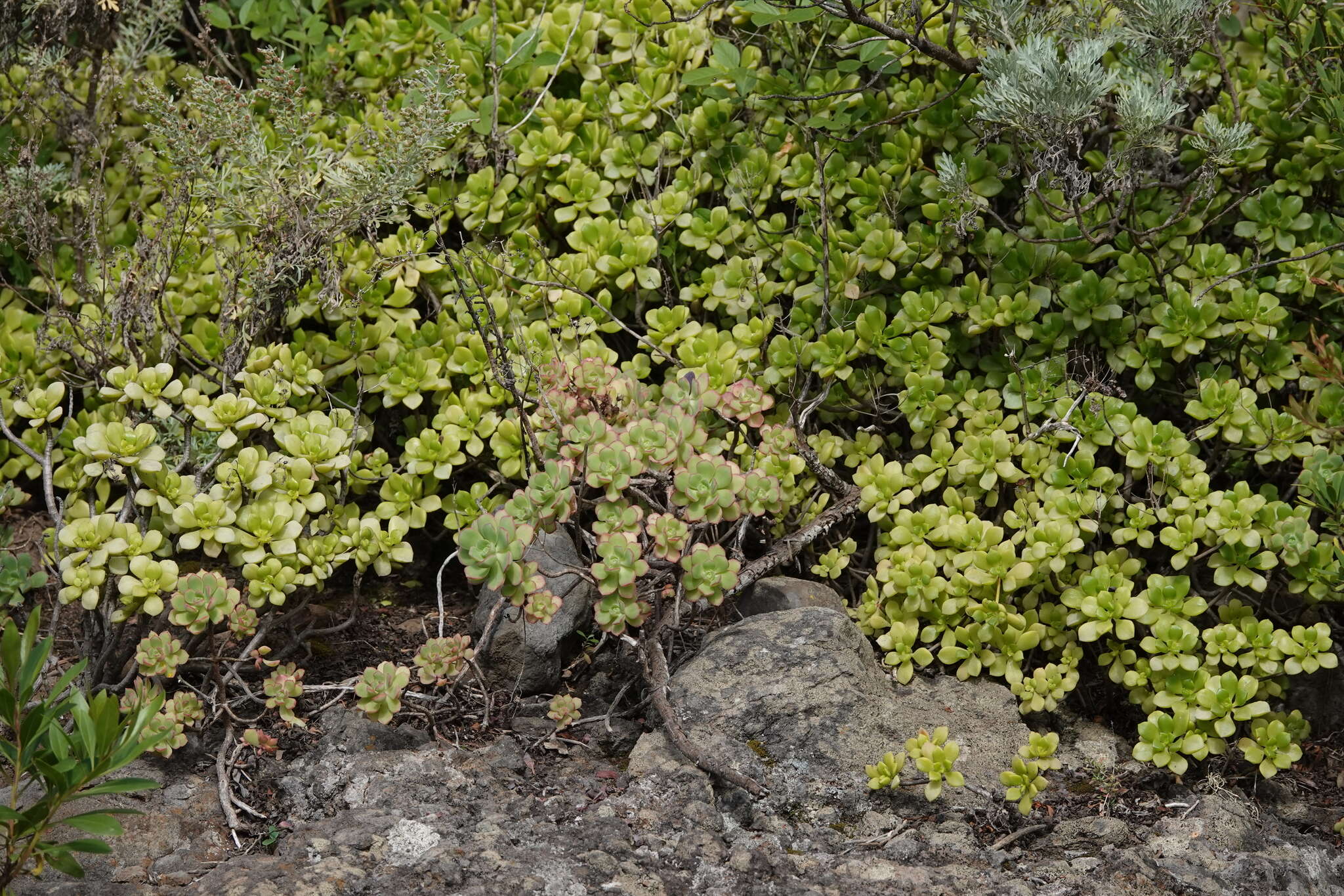 Image of Aeonium lindleyi subsp. viscatum (Bolle) Bañares