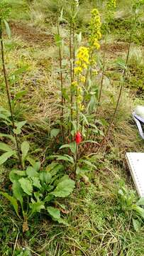 Image of Roan Mountain goldenrod