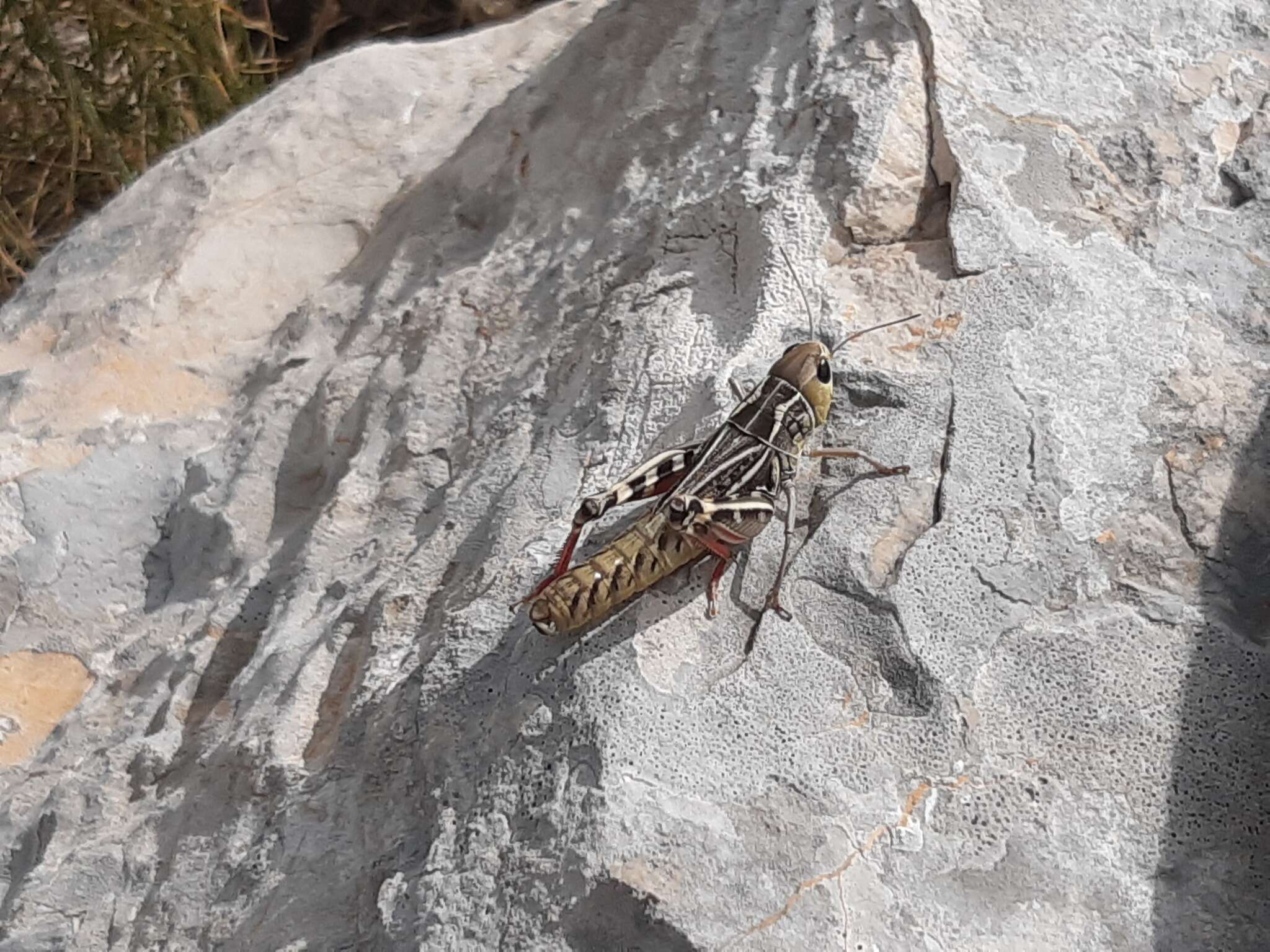 Image of Arcyptera (Pararcyptera) brevipennis (Brunner von Wattenwyl 1861)