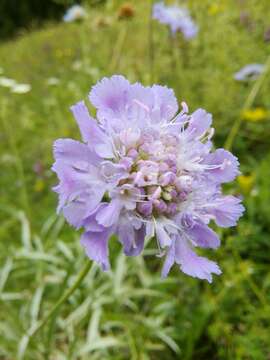 Sivun Lomelosia graminifolia (L.) W. Greuter & Burdet kuva