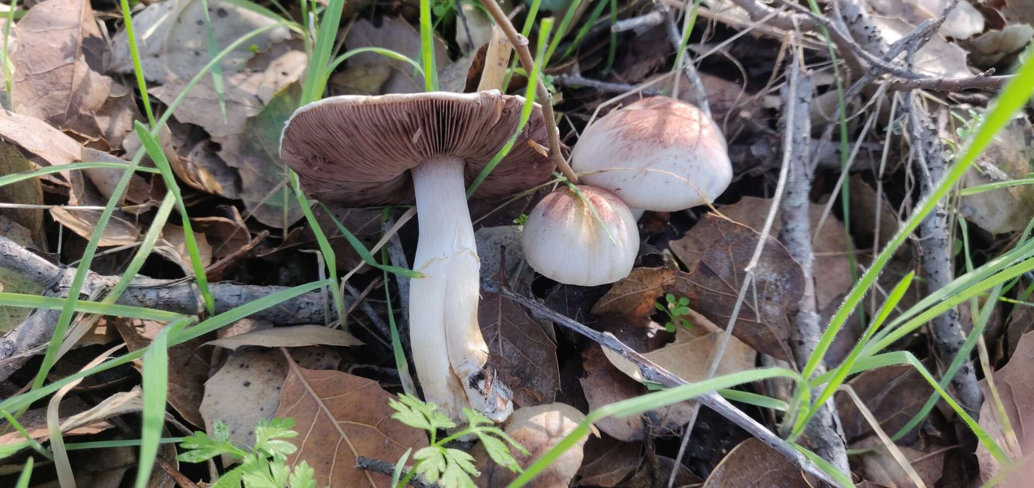 Image of Agaricus kerriganii L. A. Parra, B. Rodr., A. Caball., M. Martín-Calvo & Callac 2013