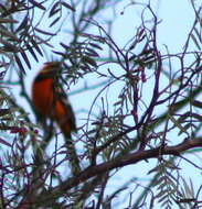 Image of Hooded Oriole