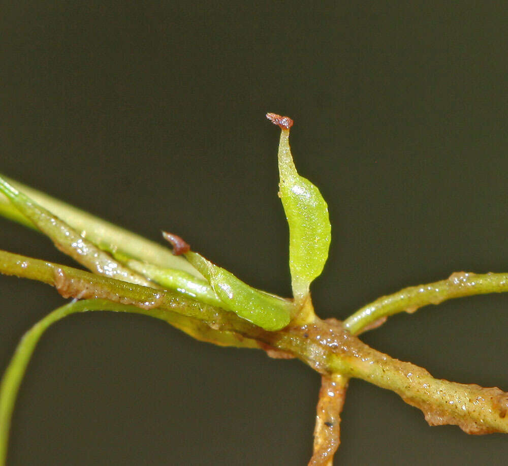 Image of Zannichellia palustris subsp. pedicellata (Rosén & Wahlenb.) Hook. fil.