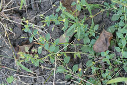 Mecardonia procumbens (Mill.) Small resmi