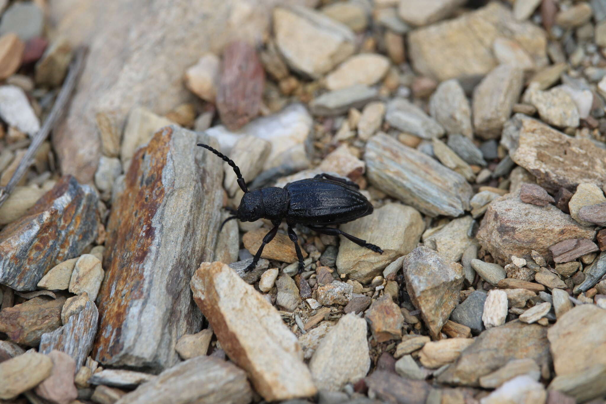 Image of Iberodorcadion seoanei (Graëlls 1858)