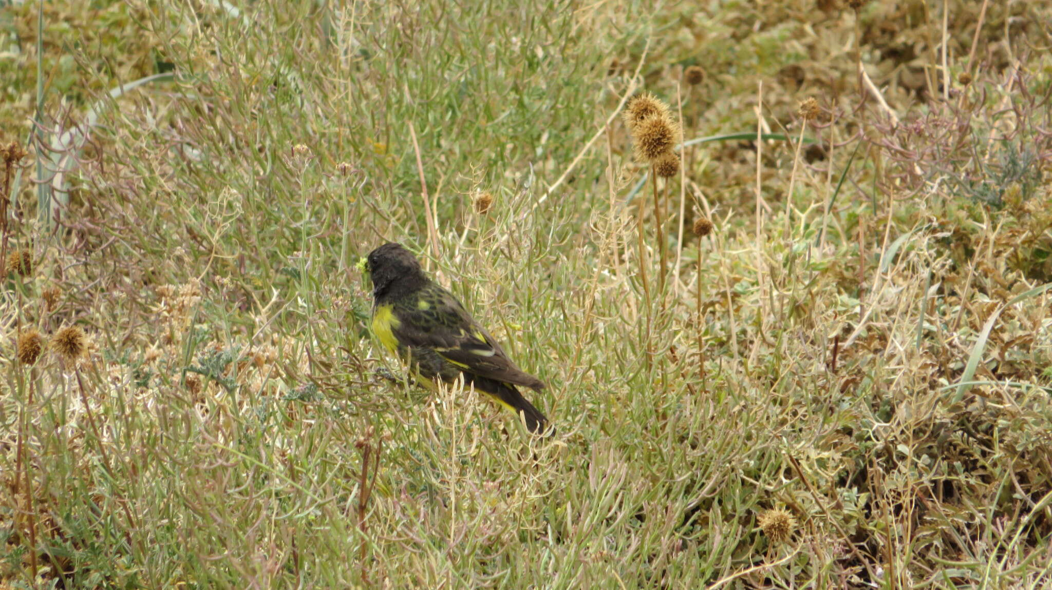 Image of Yellow-rumped Siskin