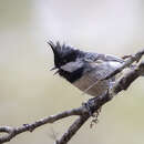 Image of Periparus ater aemodius (Blyth 1845)