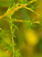 Image of hairy white oldfield aster