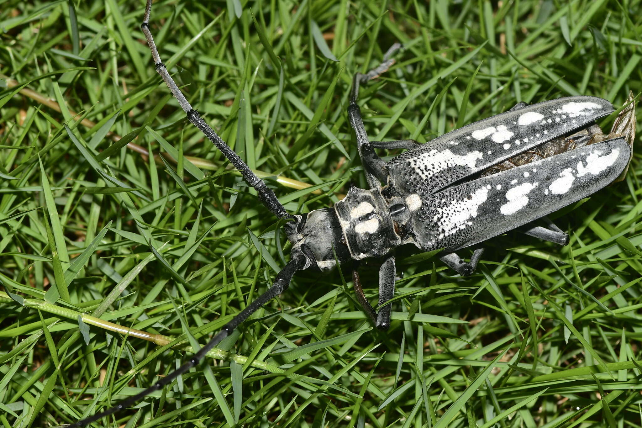 Image of Batocera lineolata Chevrolat 1852