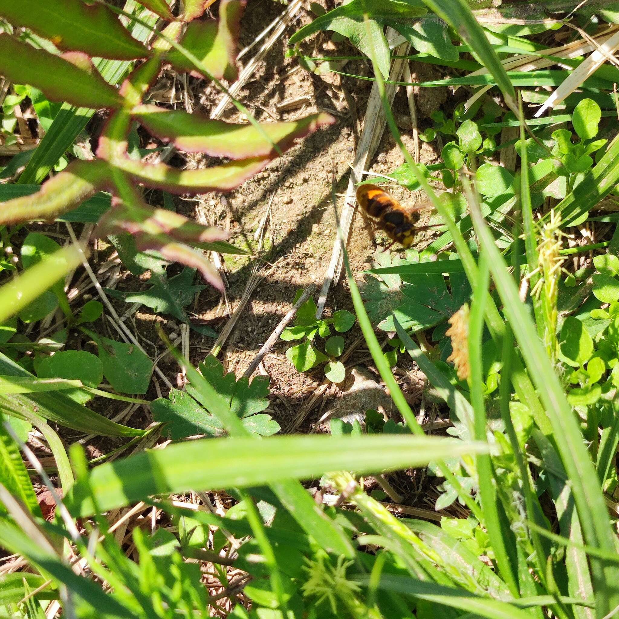 Image de Vespula koreensis (Rad. 1887)