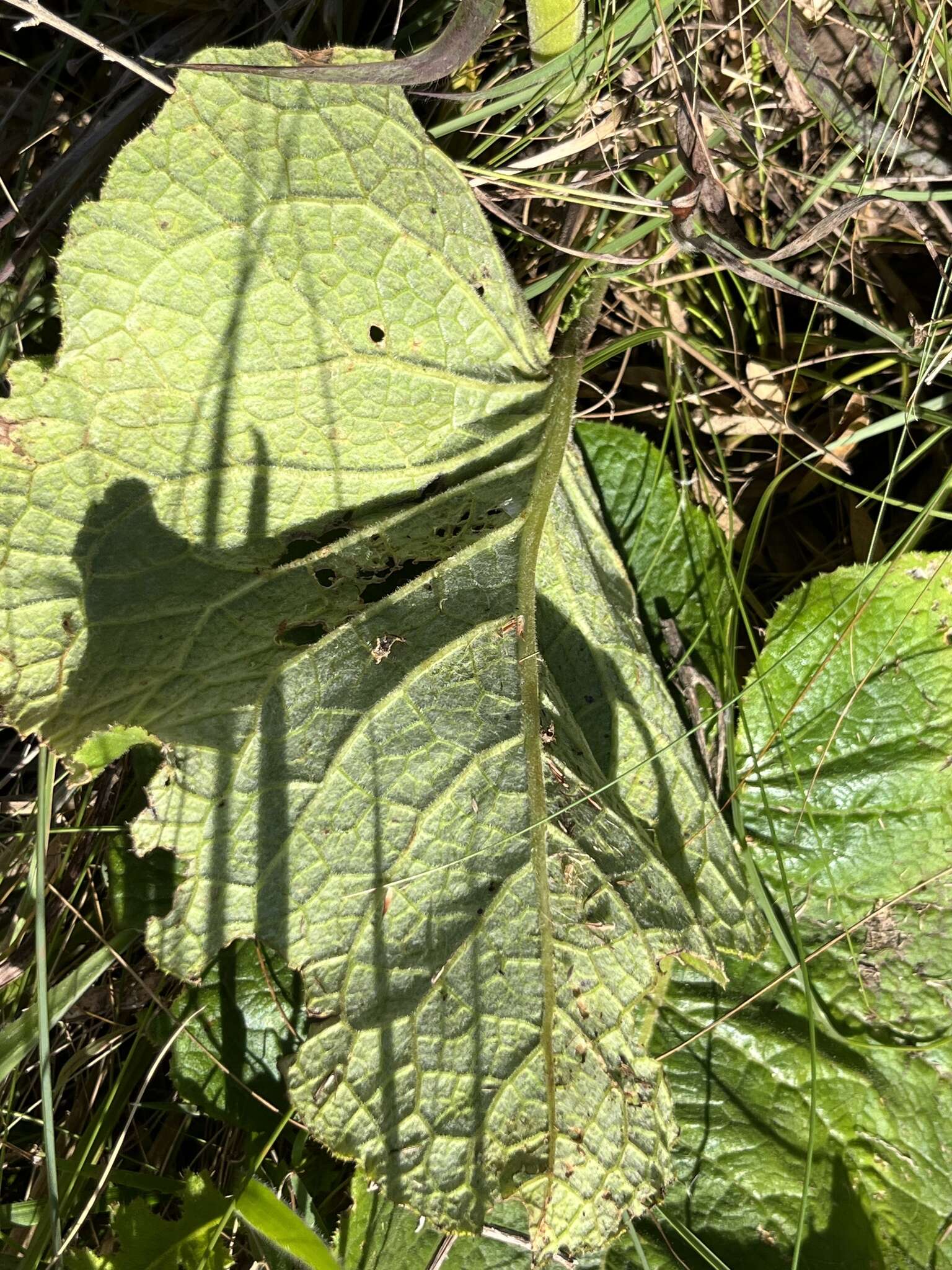 Image of Berkheya speciosa (DC.) O. Hoffm.