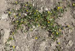 Image of coastal bird's-foot trefoil