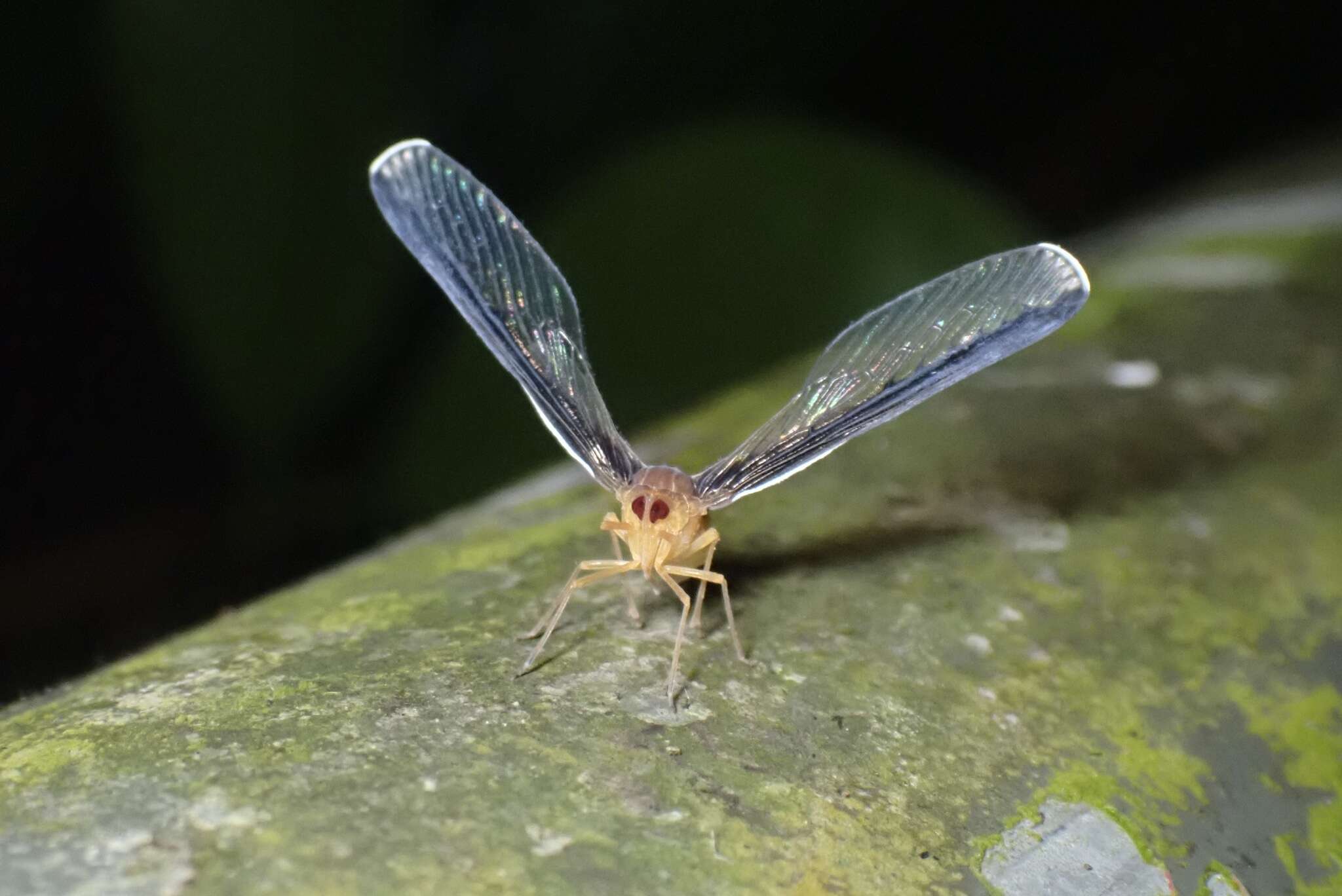 Image of Zoraida pterophoroides (Westwood 1851)