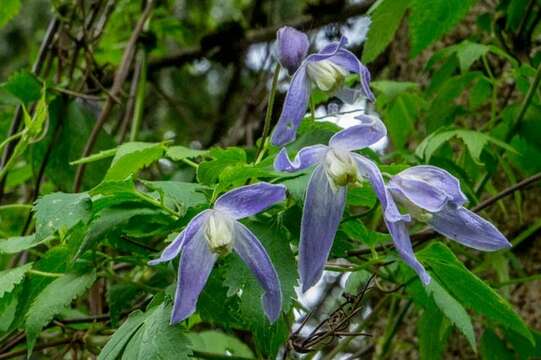 Image of alpine clematis