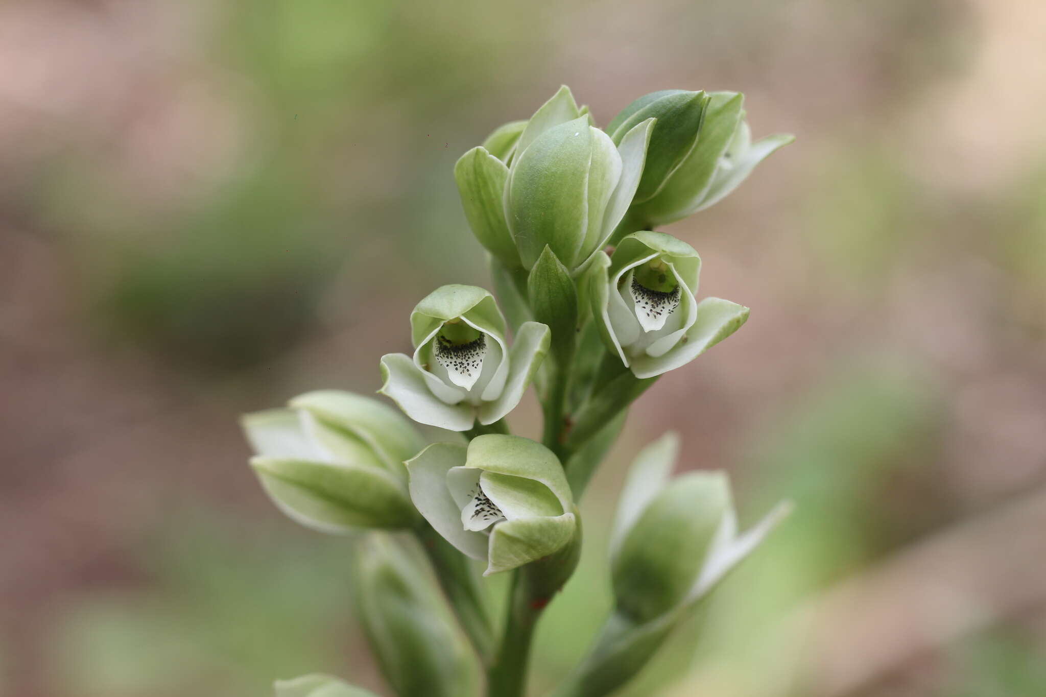 Image of Chloraea membranacea Lindl.