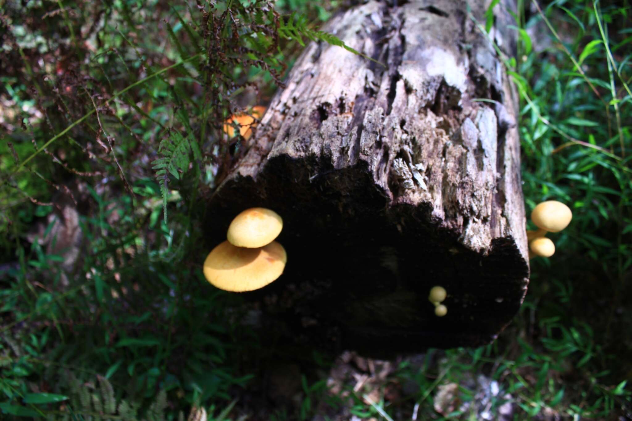 Image of Gymnopilus luteus (Peck) Hesler 1969