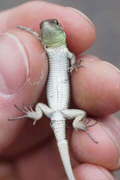 Image of Caucusus Emerald Lizard