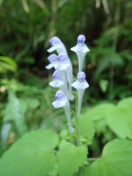 Image de Scutellaria brachyspica Nakai & H. Hara