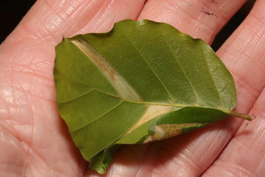 صورة Phyllonorycter maestingella (Müller 1764)