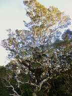 Image of Silver beech