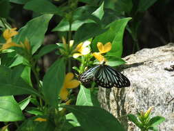 Image of Pareronia ceylanica (Felder & Felder (1865))