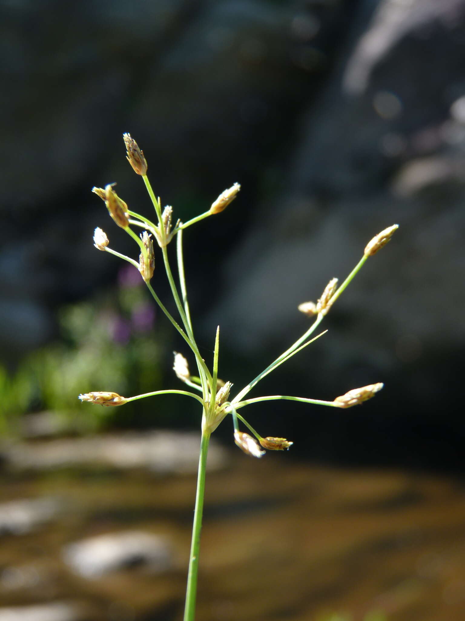 Слика од Fimbristylis autumnalis (L.) Roem. & Schult.